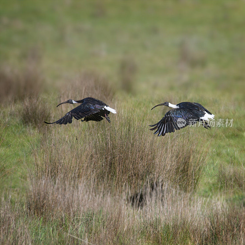 草颈朱鹭(Threskiornis spinicollis)